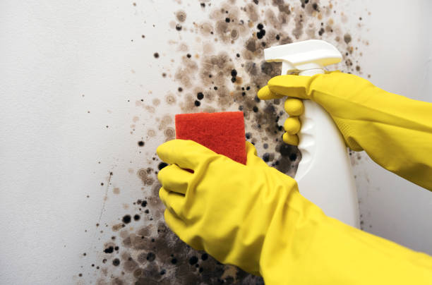 Best Residential Mold Remediation in Sidney, OH